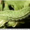 aricia artaxerxes larva5 rost